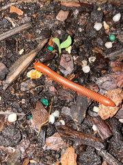 Trigoniulus corallinus