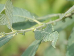 Salix cinerea