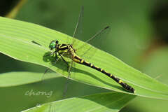 Amphigomphus