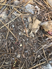 Neoclytus resplendens