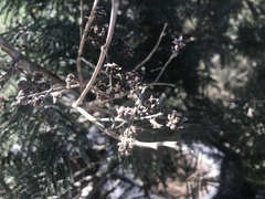 Dasineura rubiformis