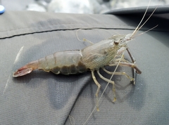 Macrobrachium japonicum