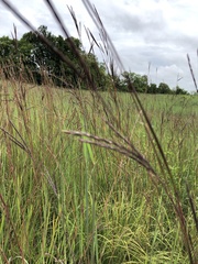Andropogon