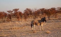 Colophospermum mopane image