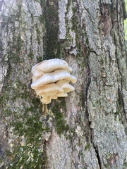 Climacodon septentrionalis