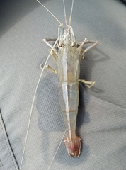 Macrobrachium japonicum