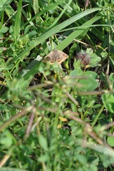 Euclidia glyphica