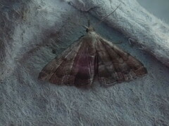 Phalaenostola larentioides