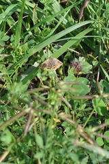 Euclidia glyphica