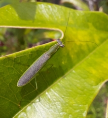 Odontomantis planiceps