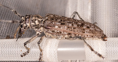 Monochamus notatus