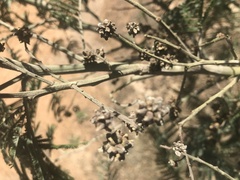 Dasineura rubiformis