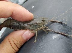 Macrobrachium japonicum