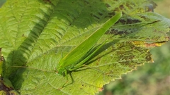 Phaneroptera falcata