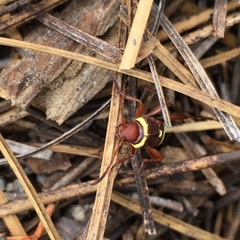 Neoclytus resplendens