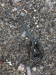 Plestiodon finitimus