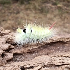 Calliteara pudibunda