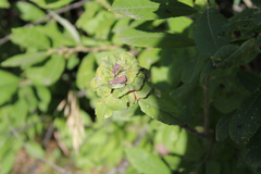 Rabdophaga rosaria
