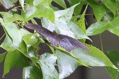 Papilio memnon heronus