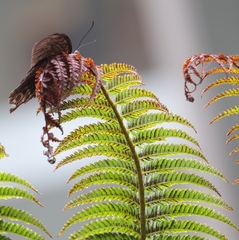 Papilio memnon heronus