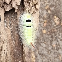 Calliteara pudibunda