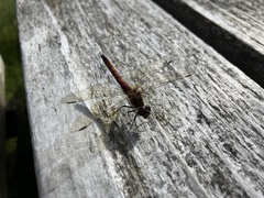 Sympetrum striolatum