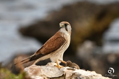 Falco cenchroides