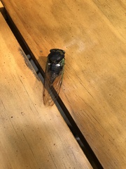 Neotibicen tibicen tibicen