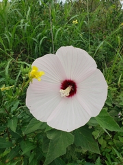 Hibiscus lasiocarpos