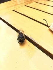 Neotibicen tibicen tibicen