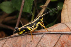 Traulia azureipennis