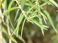 Salix viminalis