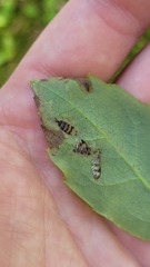 Furia ithacensis