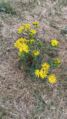 Jacobaea