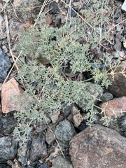 Lomatium cuspidatum