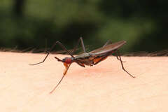 Neriidae