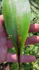 Phytosciara greylockensis
