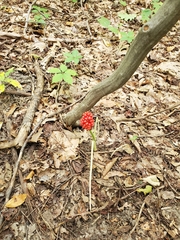 Arisaema triphyllum