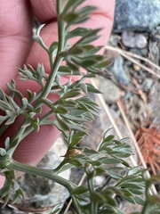 Lomatium cuspidatum
