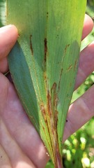 Phytosciara greylockensis