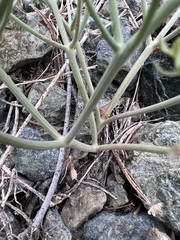 Lomatium cuspidatum