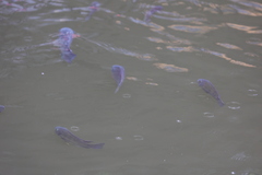 Oreochromis niloticus