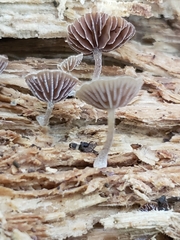 Simocybe