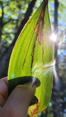 Phytosciara greylockensis