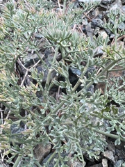 Lomatium cuspidatum