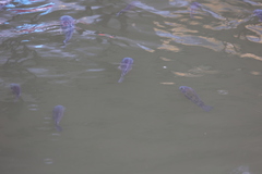 Oreochromis niloticus