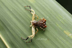 Phrynarachne ceylonica