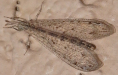 Chaetoleon pusillus