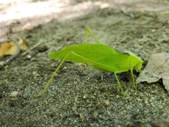 Amblycorypha oblongifolia