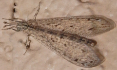 Chaetoleon pusillus